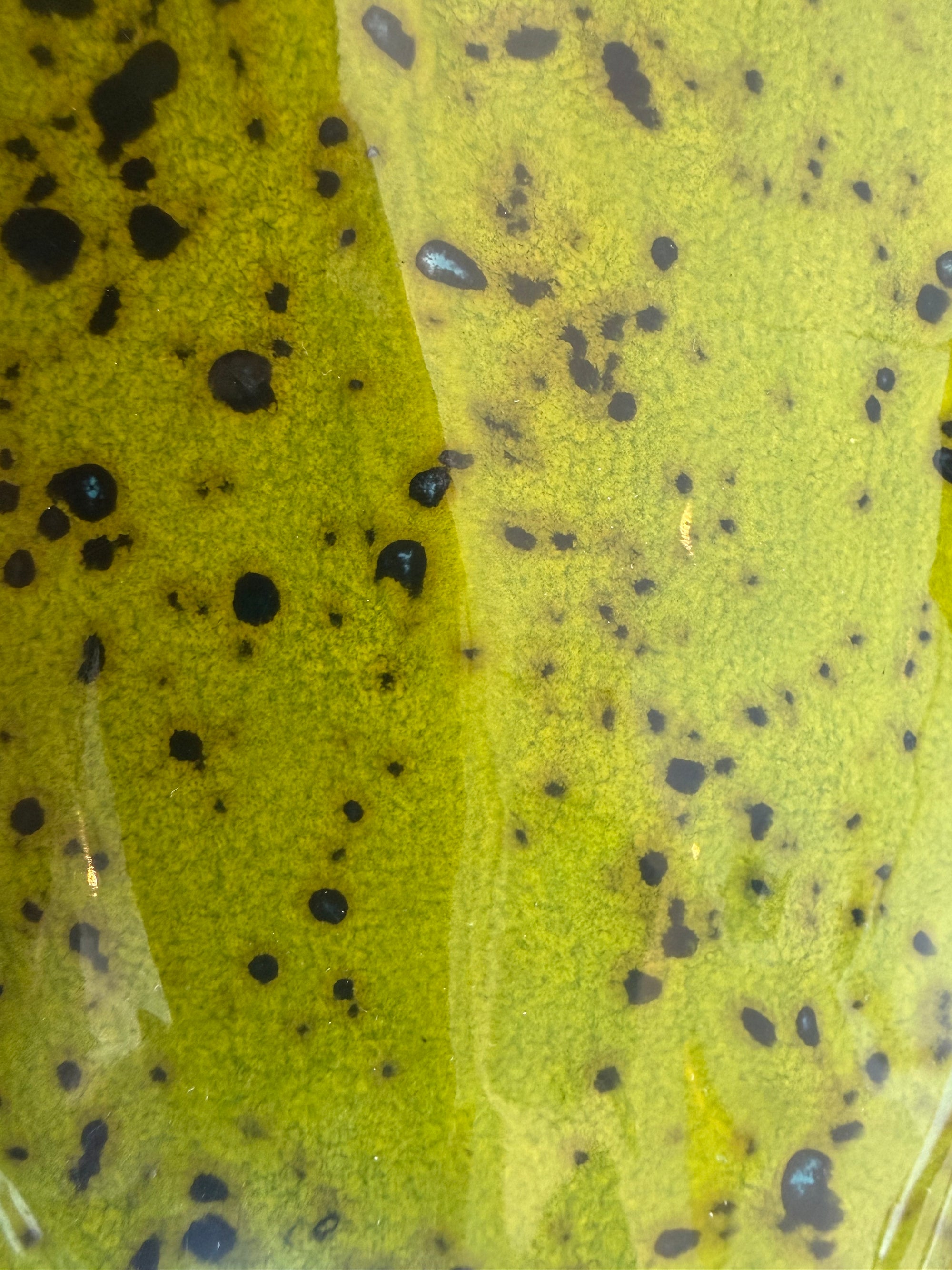 La Dorada – Verde